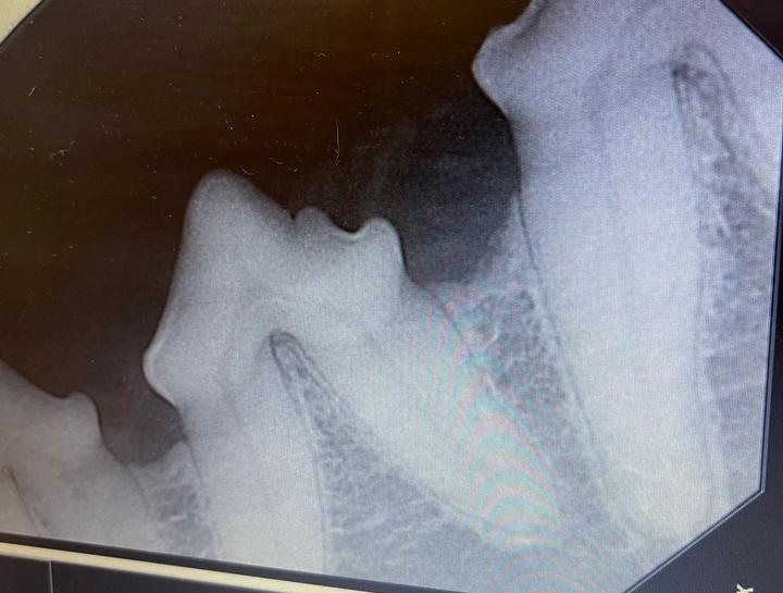 Dental Digital Radiology Dog Dental Xray